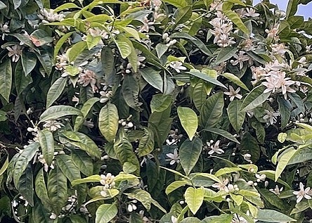 azahar_blueten_orangen_fruehling_Katrin