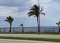 palmen_im_wind_schlechtes_wetter_intern_9_16