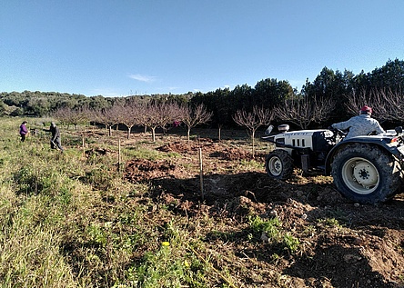 Baeume_Mallorca_en_Fruit_apaema_pflanzen