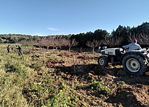 Baeume_Mallorca_en_Fruit_apaema_pflanzen