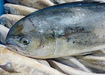 Goldmakrele_Llampuga_Caib