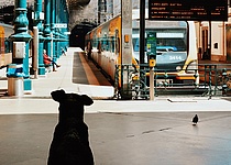 Hund_Zug_Pexels