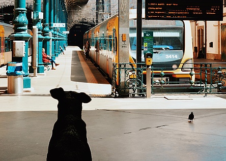 Hund_Zug_Pexels
