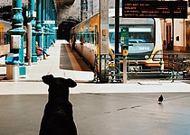 Hund_Zug_Pexels