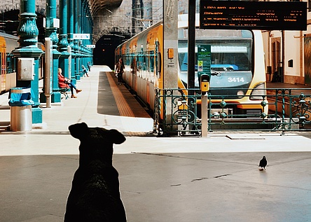 Hund_Zug_Pexels