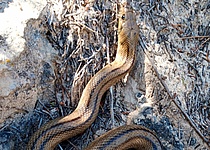 Schlange_Caib