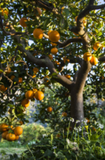 ecovinyassa_orangenbaum