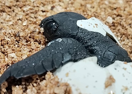 Meeresschildkroete_Schildkroetenbaby_2025_Palma_Caib