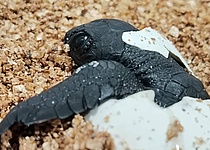Meeresschildkroete_Schildkroetenbaby_2025_Palma_Caib