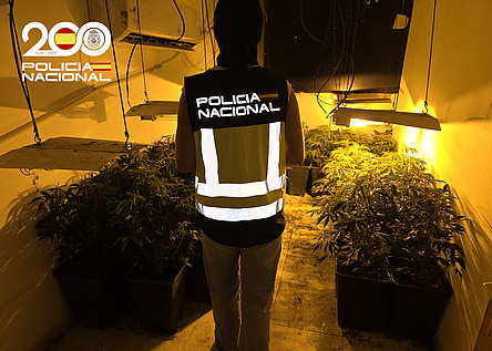 MarihuanaPlantageSon_Gotleu_PoliciaNacional