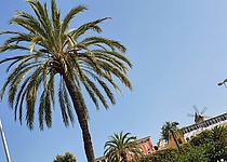 Sonne_Palmen_Windmuehlen_3