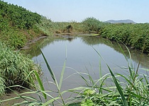 Binissalem_Lagune_Klaerwasser_caib