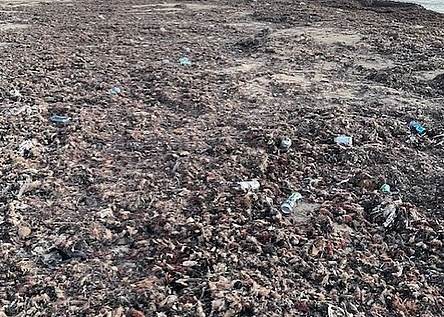 muell_strand_Ciudad_Jardin_eigen_katrin