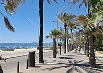 Playa_de_Palma_Promenade_Palmen_intern_Dominik
