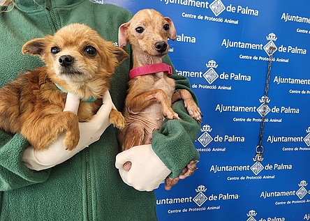 Cans_en_adopcio_Son_Reus_Hunde_ajuntament_Palma