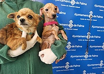 Cans_en_adopcio_Son_Reus_Hunde_ajuntament_Palma