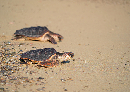 SchildkroetenMeer24_AjuntamentdePalma