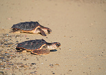 SchildkroetenMeer24_AjuntamentdePalma