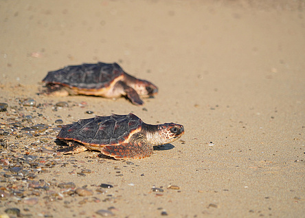 SchildkroetenMeer24_AjuntamentdePalma