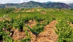 Wein_Tasing