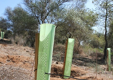 70_neue_baeume_in_palmas_bellver_wald