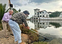 BlauerKrebs_ConselldeMallorca