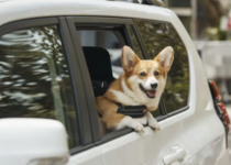 UberPet_Hund_Uber_Homepage