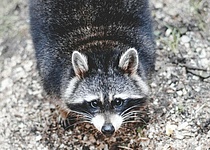 waschbaeren_gefaehrden_fauna_in_mallorcas_tramuntanagebirge