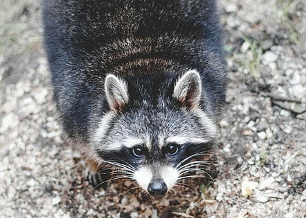waschbaeren_gefaehrden_fauna_in_mallorcas_tramuntanagebirge