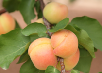 Aprikose_Webseite_IllesBalearsQualitat