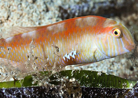 Raor_Schermesserfisch_Angeln_consell_de_formentera