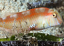 Raor_Schermesserfisch_Angeln_consell_de_formentera