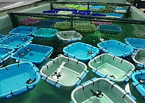 Schildkroeten_Tortugas_caib