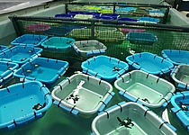 Schildkroeten_Tortugas_caib