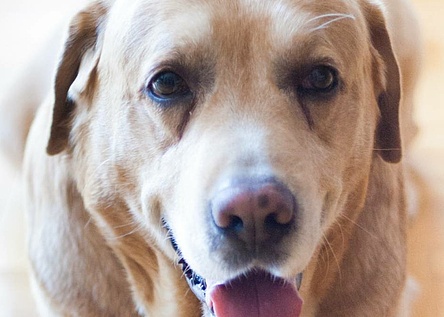 hunde_der_ehemaligen_hundestaffel_koennen_adoptiert_werden