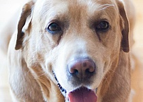 hunde_der_ehemaligen_hundestaffel_koennen_adoptiert_werden