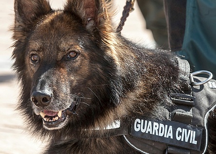 Guardia_Civil_Hund_Dakota_Drogen