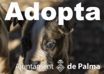 Hunde_Rasse_adoption