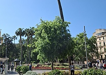 Plaza_Espana_intern_Dominik