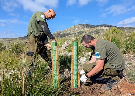 Llevant_Baeume_Naturpark_caib