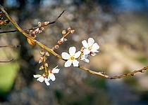 Mandelbluete_Mirja_2