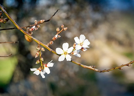 Mandelbluete_Mirja_2