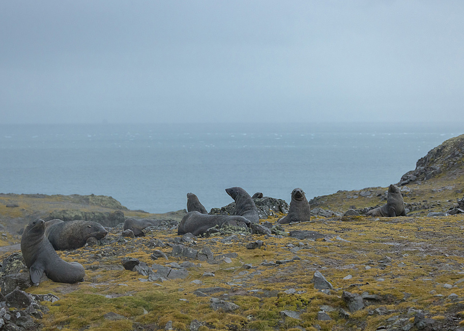 SH_Vega___Turret_Point___South_Shetland_Islands___Cape_to_Cape___10_03_2023___30