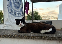 Katze_Balkon
