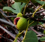 Mallorcamor