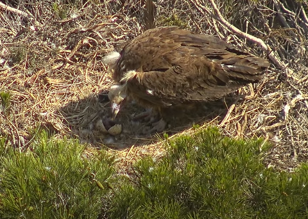 MoenchsgeierLiveStream_FundacionVidaSilvestre