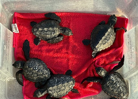 34SchildkroetenPalmaMeerNov25_Caib