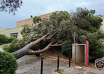 UnwetterMallorcaBaumUmgestuerzt_X_BombersdeMallorca