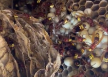 Orientalische_Hornisse_Caib