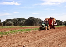Feld_Traktor_Kartoffelernte_Caib